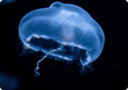 jellyfish is swimming